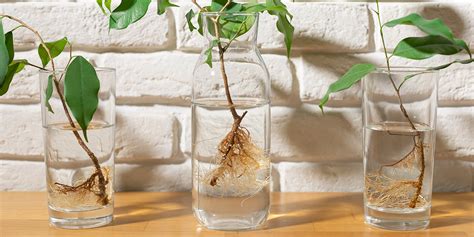 Matériel de bouturage : sécateur désinfecté, verre transparent, eau, bouture de Ficus