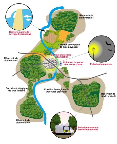 Schéma de la biodiversité hébergée par le lierre (insectes, oiseaux, petits mammifères)