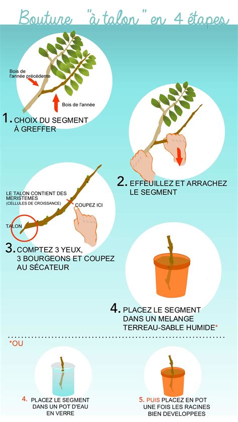 Diagramme des étapes de préparation d'une bouture à talon