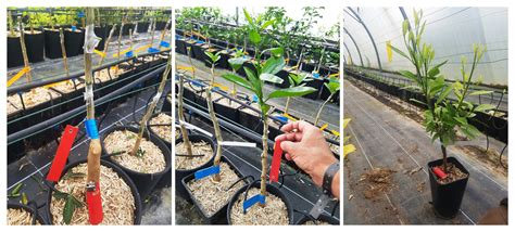 Installation d'une cloche en plastique sur un plant greffé