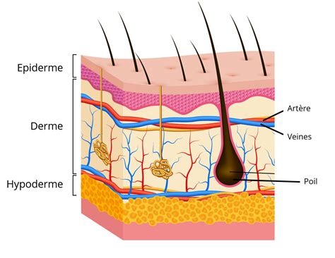 Schéma illustrant l'action astringente de l'hydrolat sur les pores de la peau