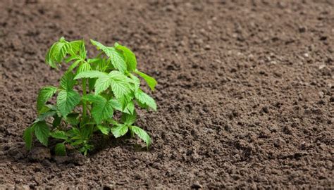 Jeunes pousses de framboisier et d'ortie côte à côte dans un jardin