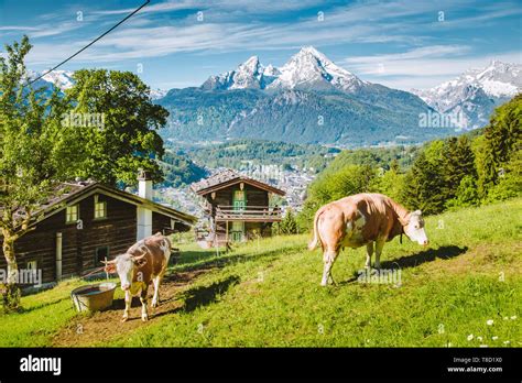 Paysage alpin avec vaches paissant