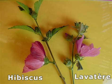 Comparaison des conditions idéales Hibiscus et Lavatère