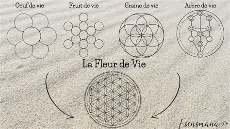 Schéma de la Fleur de Vie et sa structure géométrique