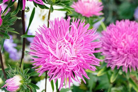 Infographie des différentes formes de fleurs de Callistephus chinensis