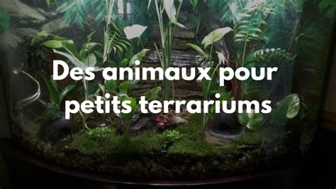 Diversité des animaux de terrarium