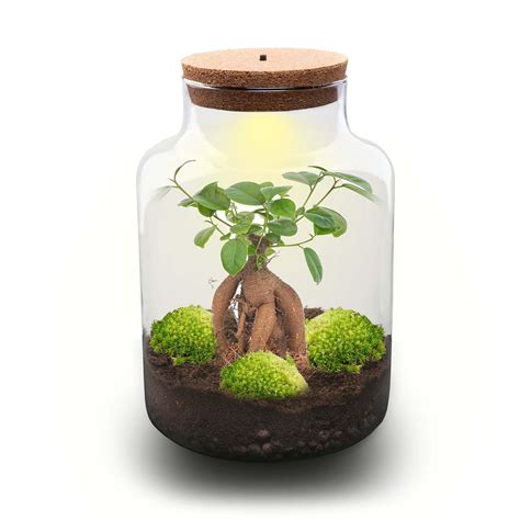 Terrarium avec bonsaï