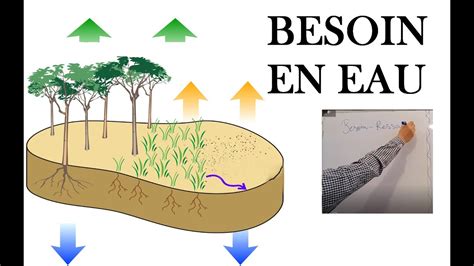 Schéma illustrant les besoins en eau et en lumière des différentes cultures potagères