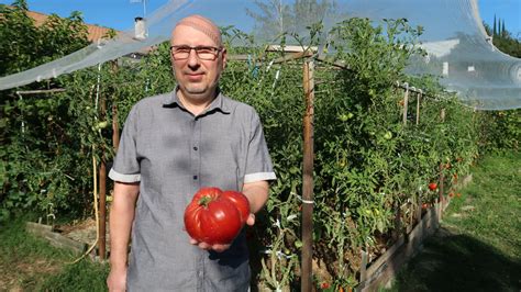 Photo de plants de tomates protégés par une toile anti-pluie