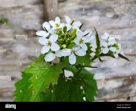Abeille sur fleur de moutarde blanche