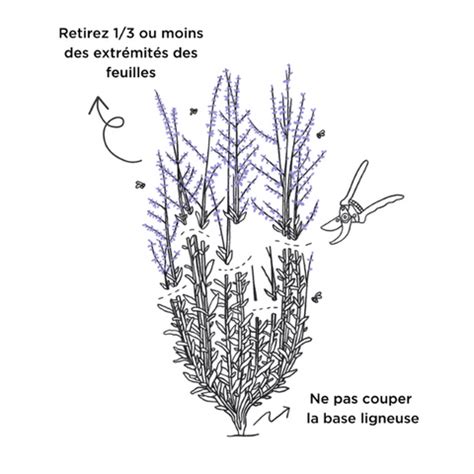 Taille de la lavande pour une forme compacte