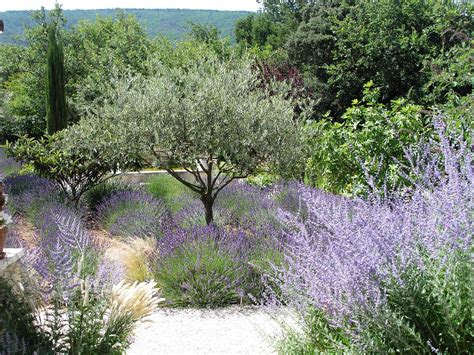 Jardin méditerranéen avec lavande, romarin et olivier