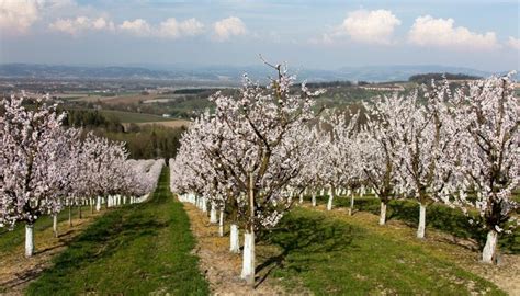 photo d'un abricotier en fleurs au printemps avec une protection contre le gel