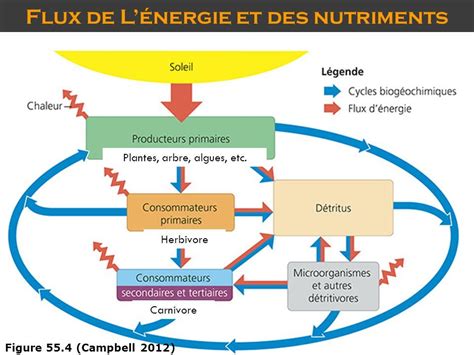 Diagramme des flux de nutriments dans une exploitation agricole mixte (cultures et élevage)