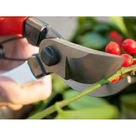 Sécateur Okatsune coupant une branche épaisse