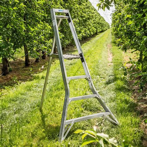 Échelle tripode dans un verger
