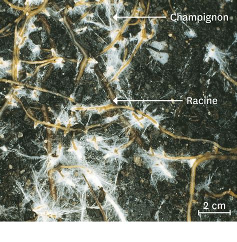 Photographie macro montrant des filaments de mycorhizes blancs sur les racines d'un bonsaï de pin