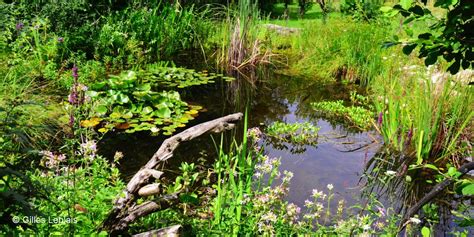 Vue aérienne d'un jardin avec une mare centrale entourée de zones de culture