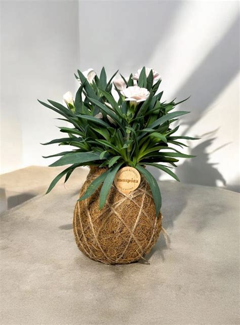 exemple de kokedama