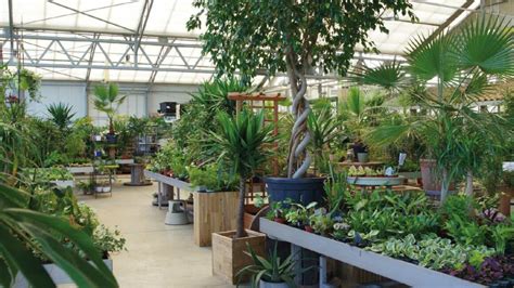 intérieur de la jardinerie PILEA avec diverses plantes