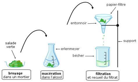 Schéma illustrant le processus de macération des feuilles de lierre dans l'huile pour un usage cosmétique ou thérapeutique