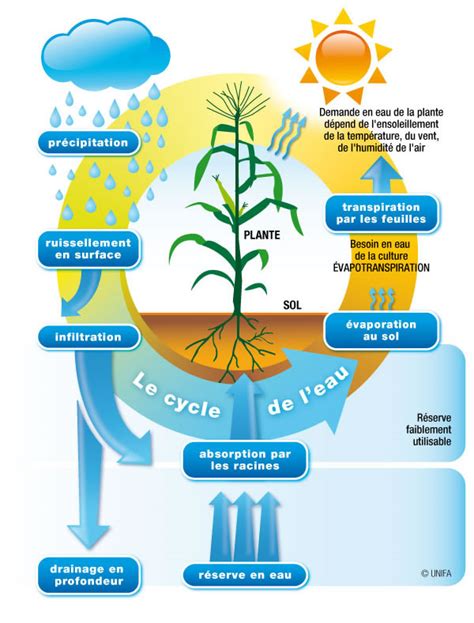 Schéma illustrant l'absorption des ions chlorure par les racines des plantes dans le sol