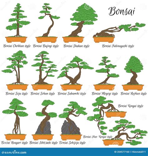 Diagramme illustrant les différents styles de taille (chokkan, moyogi, kengai)