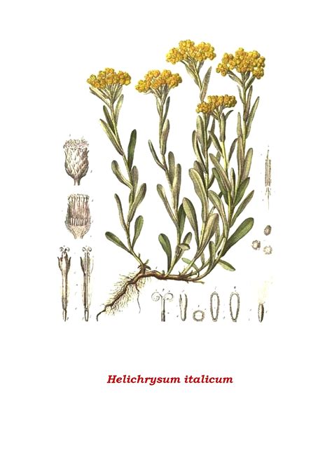 Schéma botanique de l'Helichrysum italicum montrant ses feuilles étroites et ses capitules dorés