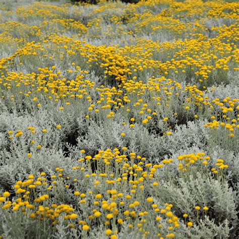 Exemple d'aménagement paysager avec Helichrysum italicum en bordure d'allée