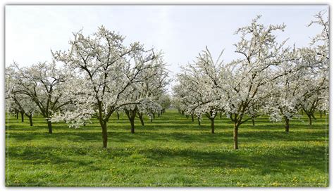 Vue panoramique d'un verger en fleurs dans le Berry