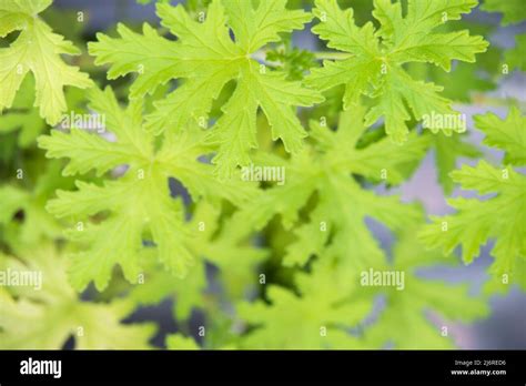 Gros plan sur les feuilles zonées d'un Pélargonium zonale