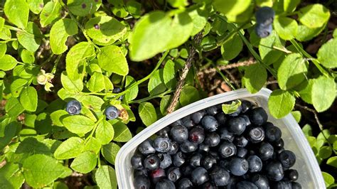 Champ de myrtilles en Alsace