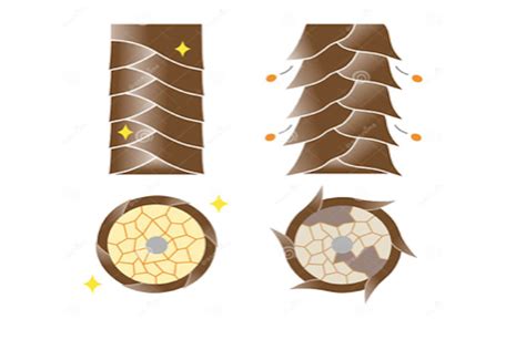 Illustration montrant l'analyse de la fibre capillaire sous microscope pour choisir le soin adapté