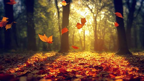 Infographie montrant les différences entre les feuilles mortes naturelles et les feuilles pourries par excès d'eau