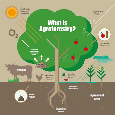 Illustration d'un système agroforestier