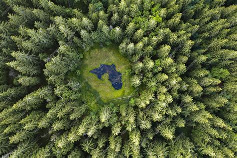 Photo aérienne de la forêt guyanaise illustrant la richesse naturelle d'un écosystème non perturbé