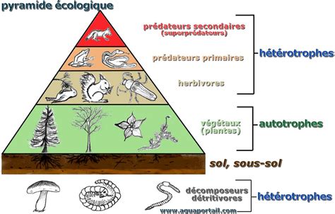 Pyramide de biomasse et niveaux trophiques illustrant les pertes d'énergie