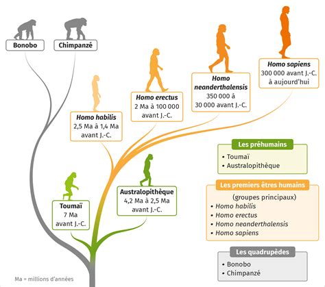Infographie montrant l'évolution historique des cisailles à gazon