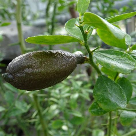 Fruit du Citronnier caviar (Microcitrus australasica) montrant sa chair perlée