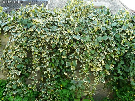 Infographie présentant différentes variétés de lierre (Hedera helix, colchica, hibernica, canariensis) avec leurs caractéristiques distinctives (taille, feuilles, rusticité)