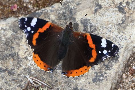 Photo d'un papillon Vulcain (Vanessa atalanta) se nourrissant sur les fleurs de lierre