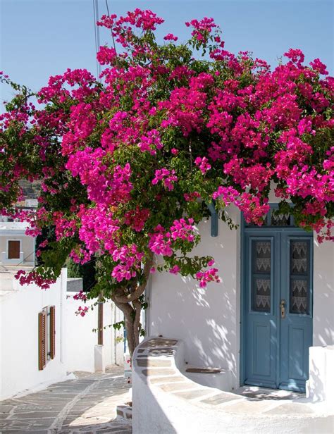 Plan rapproché sur les bractées colorées d'un bougainvillier sous un soleil éclatant