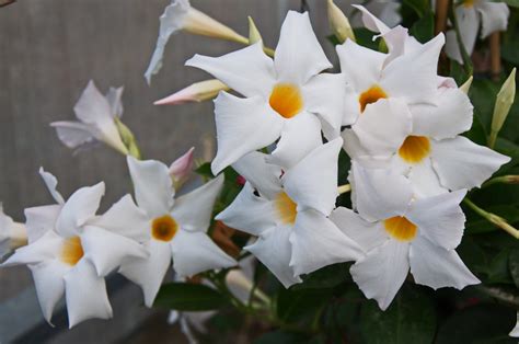 Illustration des différentes formes de Dipladenia (grimpant et buissonnant) et de ses fleurs en trompette