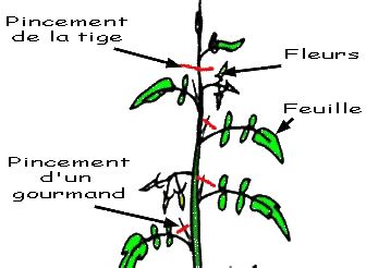 Diagramme illustrant les points de taille sur une tige de Dipladenia