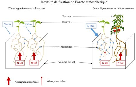 Différence de fixation symbiotique en culture pure et en association