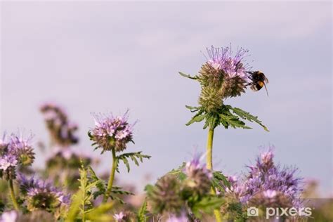 Bourdon sur fleur de phacélie
