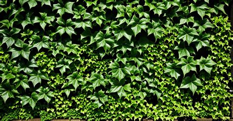 Lierre commun grimpant sur un mur intérieur