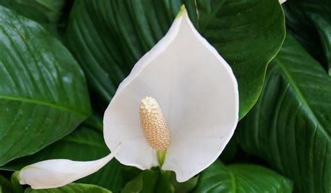 Fleur blanche en forme de spathe du Spathiphyllum