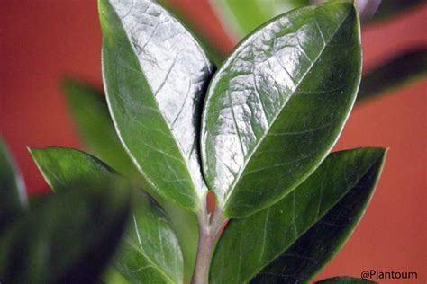 Feuillage brillant et structuré du Zamioculcas Zamiifolia